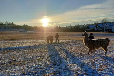 In der Begegnung mit den Lamas wird das Evangelium auf besondere Weise spürbar.